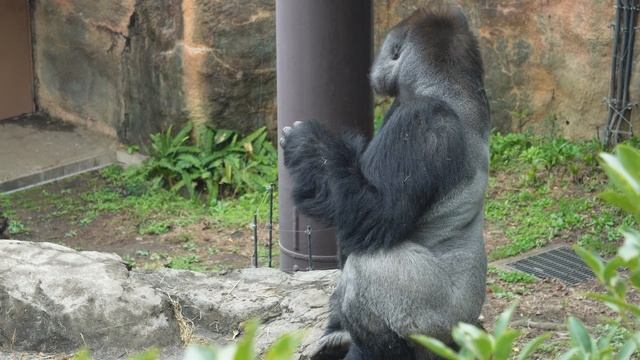 Gorilla Riki never gets angry when Sumomo repeatedly taps him on the head | Gorilla Haoko Family 4K смотреть онлайн