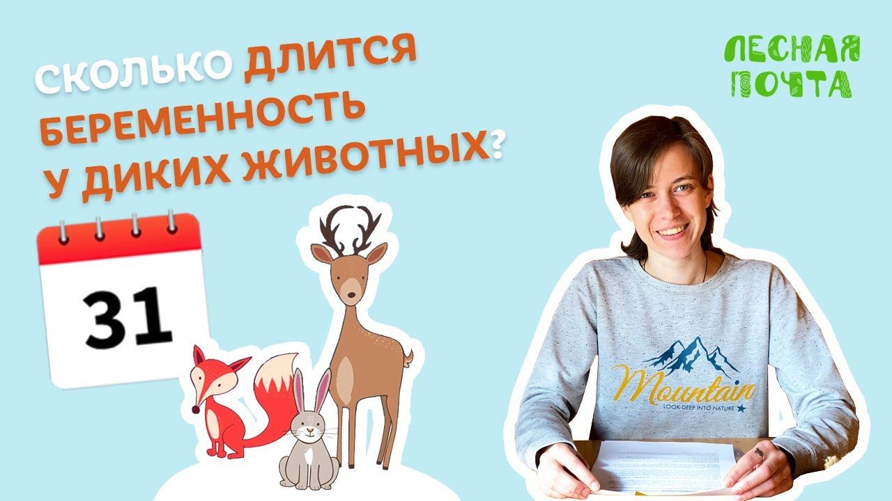 Сколько беременны дикие животные? Лесная почта Лапландского заповедника смотреть онлайн