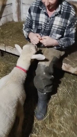 Кучкарик  баранчик Локон