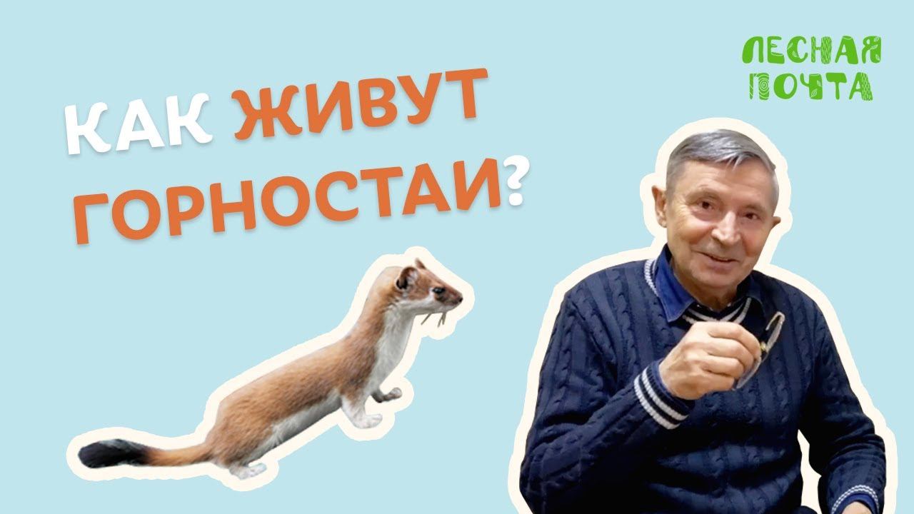 Лесная Почта — Как живут горностаи? Геннадий Катаев смотреть онлайн