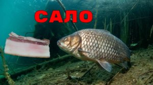Карась на САЛО ВЕСНОЙ! Подводная съемка