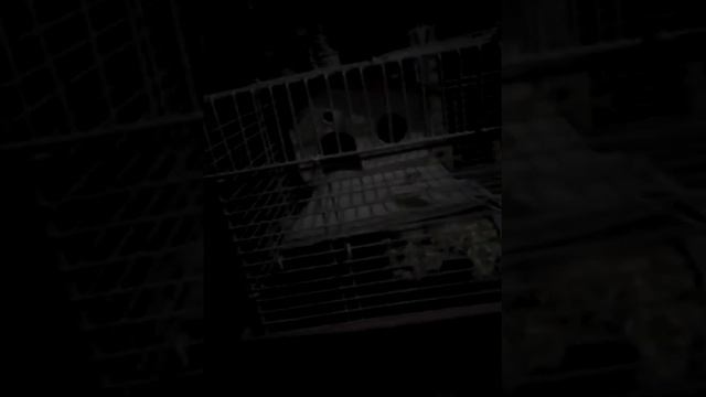 Мой хомяк смотреть онлайн