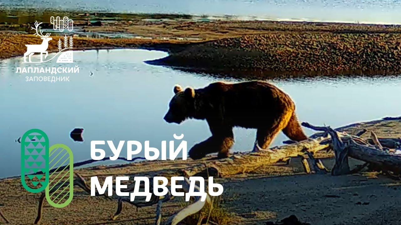 Бурый медведь на фотоловушке Лапландского заповедника смотреть онлайн