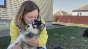 Щенок помски, первые дни в новом доме. 
Мои впечатления.