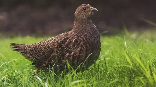 Птицы. Природа. Голоса птиц. Серая куропатка (Perdix perdix) смотреть онлайн