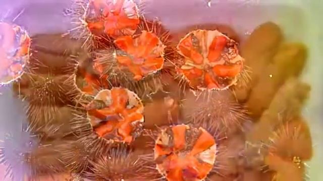 ВИТАМАРИН В+  от Marinehealth Полезные свойства