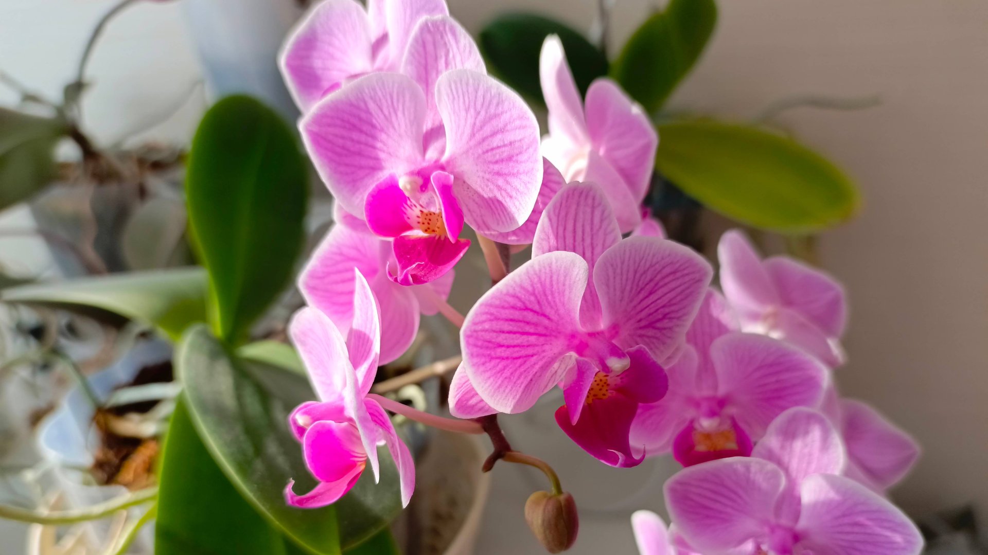 Орхидеи, уход в домашних условиях, детки моих орхидей, орхидея фаленопсис, бульбовые орхидеи смотреть онлайн