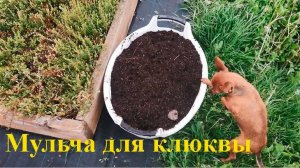 МУЛЬЧИРОВАНИЕ КЛЮКВЫ