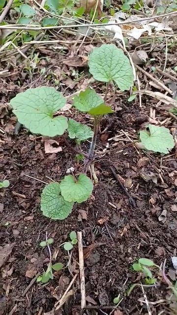 Wild mustard Garlic! You can make mild horseradish from the roots! смотреть онлайн