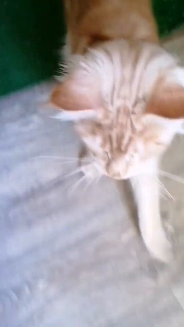 Очень хочеться укусить! #мейнкун #котенок #котэ #cat #catlover смотреть онлайн