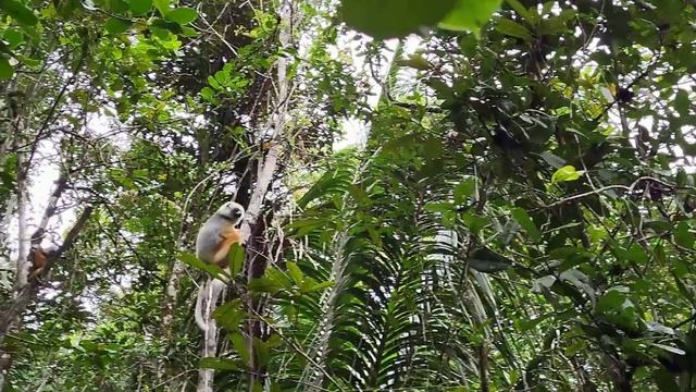 МАДАГАСКАР, 2024 Коренное население леса Марумизаха, незабываемые подарки от природы.11 СЕРИЯ смотреть онлайн