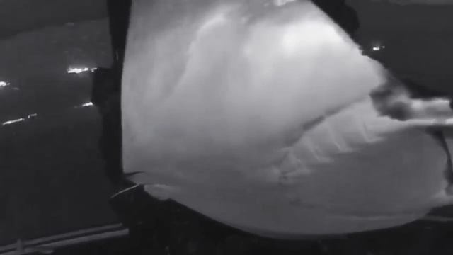 Mobula Rays смотреть онлайн