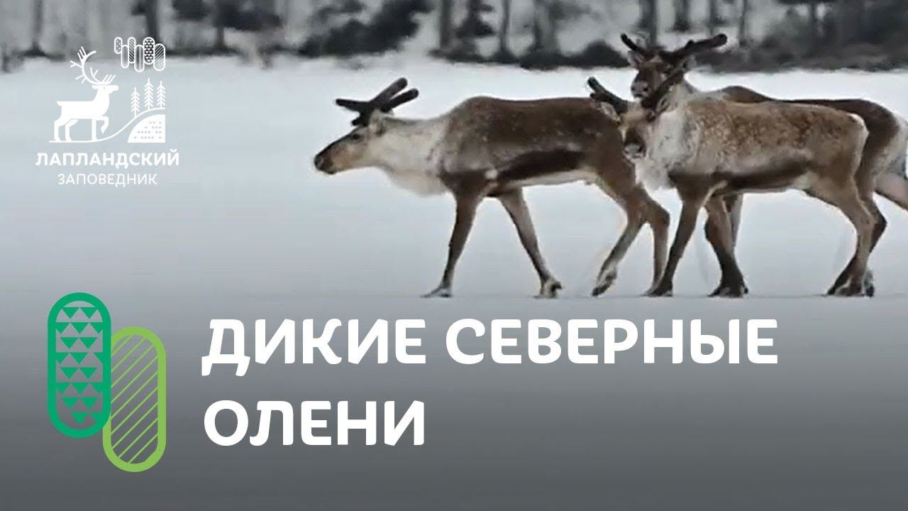 Лапландские зарисовки. Северный олень смотреть онлайн