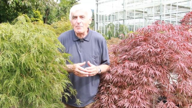 Japanischer Ahorn im VOL.AT-Gartentipp смотреть онлайн