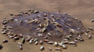 История жизни на Земле 1 серия «Жизнь в морях» (документальный сериал, 2021)