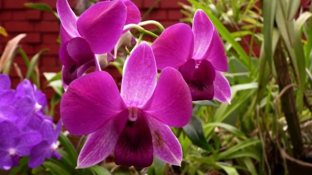 Royal Botanic Garden Sri Lanka Orchid House смотреть онлайн