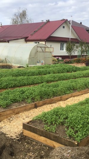 Органическое земледелие на нашем огороде.