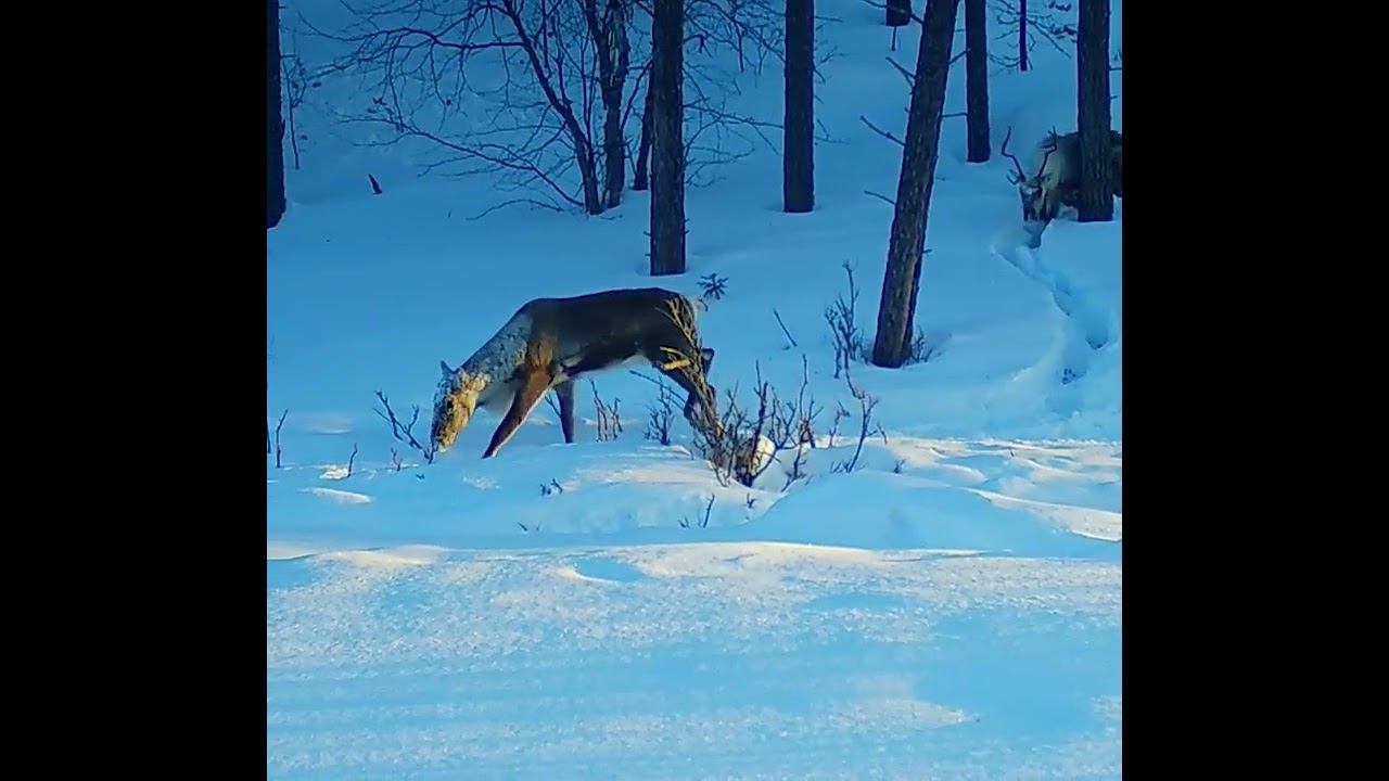 Олени зимой. Фотоловушка Лапландского заповедника смотреть онлайн