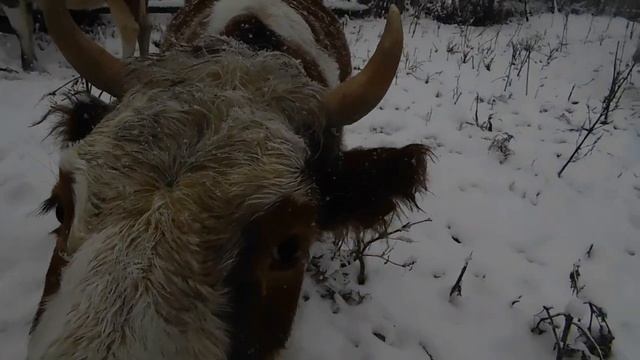 Возвращение блудных коровок! смотреть онлайн