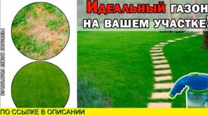 Жидкая Трава Для Газона