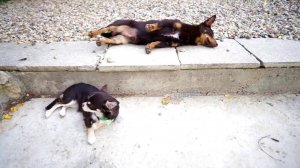 Покемон Юми Чу в центре скандала: любовь, ревность и разборки 💔🔥