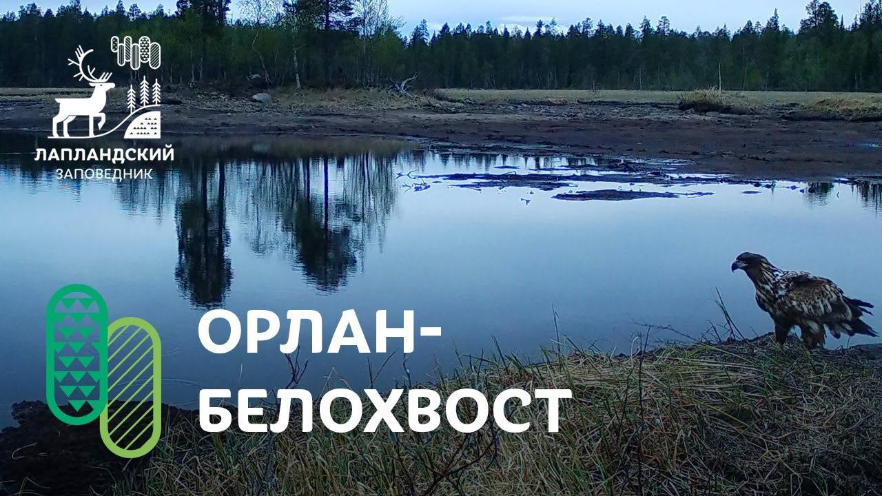 Молодой орлан-белохвост. Фотоловушка Лапландского заповедника смотреть онлайн