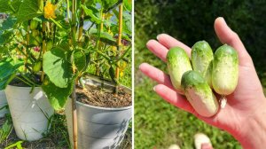 Выращиваю огурцы в горшках|Размножение огурцов пасынками