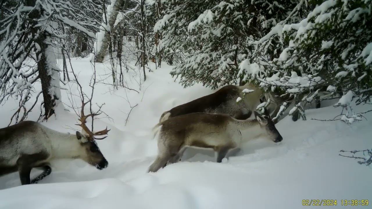 Северные олени зимой 2024 г. Фотоловушка Лапландского заповедника смотреть онлайн