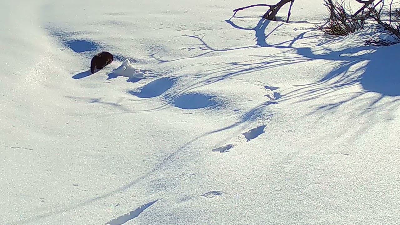 Норка. Фотоловушка Лапландского заповедника смотреть онлайн
