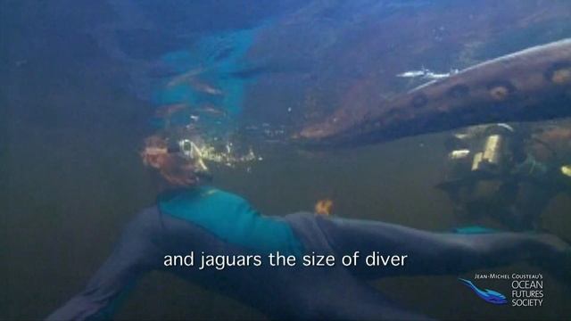 Divers with Giant Anaconda in the Amazon смотреть онлайн