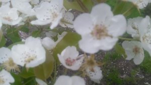 Груша цветёт . шмель летает