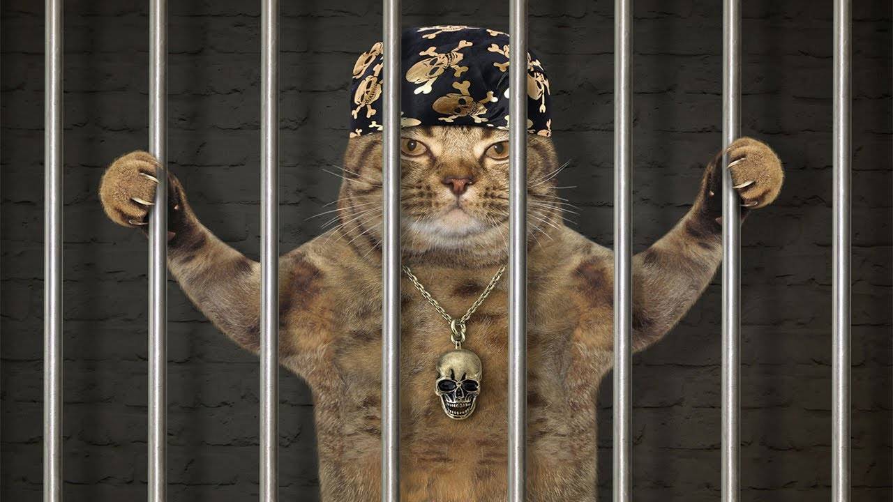🐈 Нарушители порядка! 😺 Подборка приколов с котами и животными для хорошего настроения! 😺 смотреть онлайн