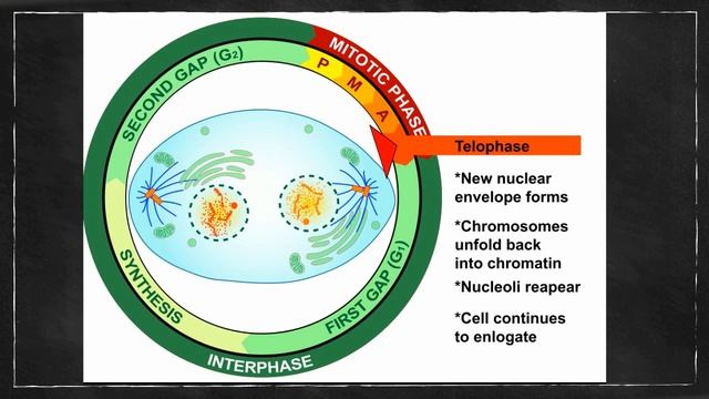 What happens in telophase? смотреть онлайн