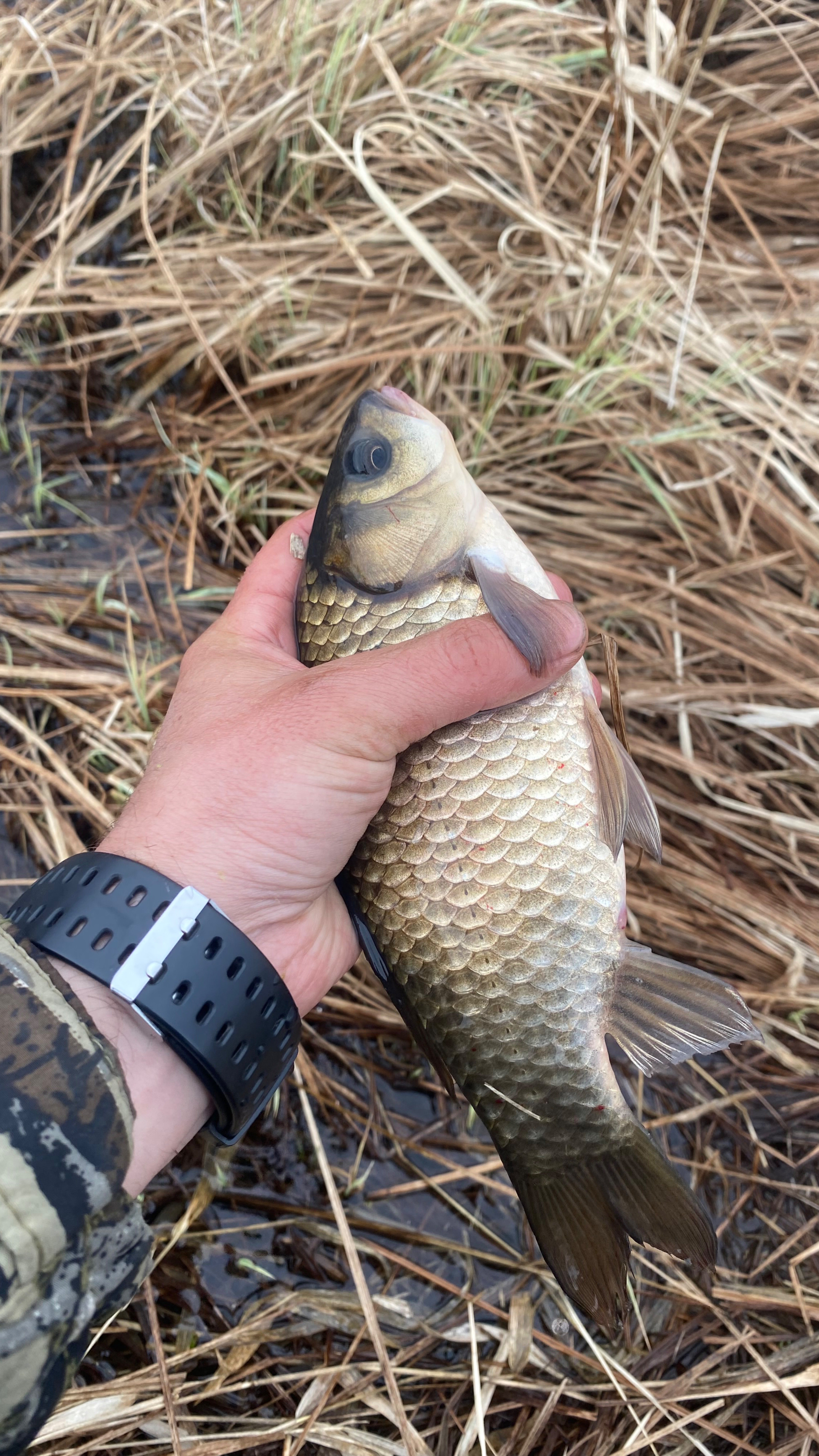 Рыбалка в деревенском пруду. #рыбалка #fishing #nature #красотыприроды #вечер #рыба #весна смотреть онлайн