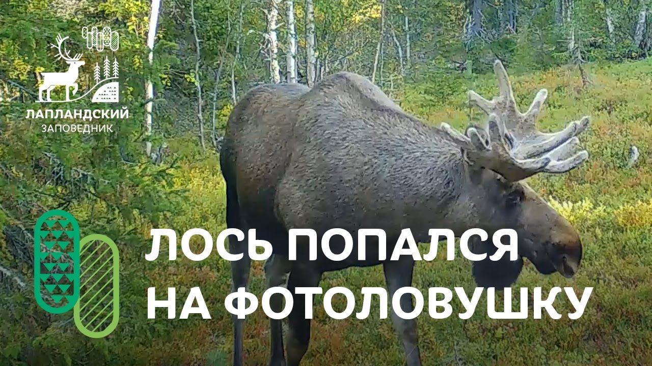Лось на фотоловушке Лапландского заповедника смотреть онлайн