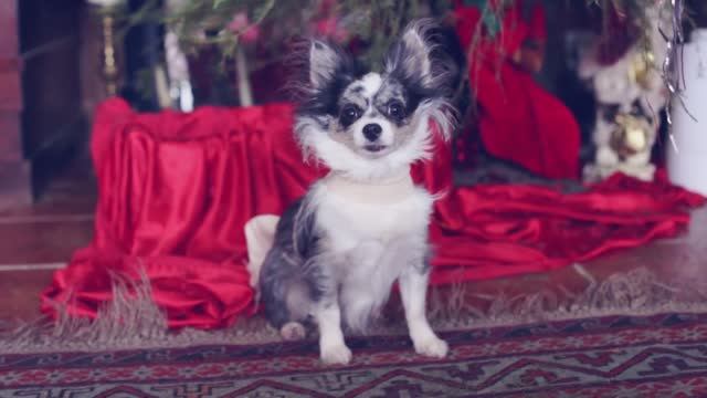 Собака боится салютов? 5 способов успокоить питомца 🎇🐾 смотреть онлайн