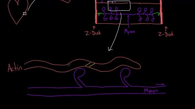 Calcium puts myosin to work | Circulatory system physiology | NCLEX-RN | Khan Academy смотреть онлайн