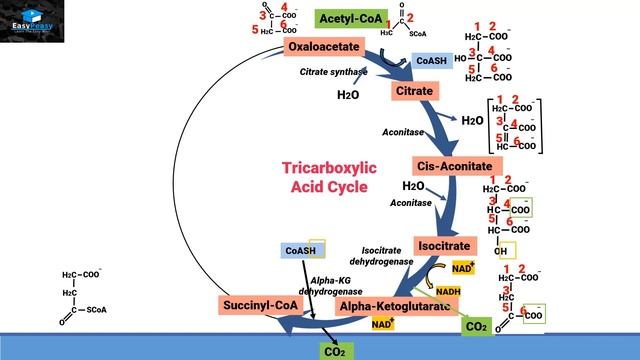 Aerobic Respiration Part 3 (Tricarboxylic Acid Cycle/Kreb Cycle/Citric Acid Cycle) смотреть онлайн