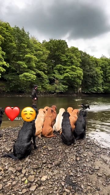 dog family 🤩happiness #cute #trinding #truestory #trending #trendingshorts #animallover #kolkata смотреть онлайн