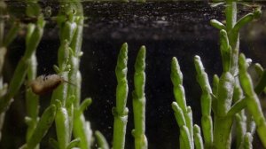 История жизни на Земле 2 серия «Путешествие на сушу» (документальный сериал, 2021)