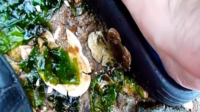 Sandal Crab смотреть онлайн