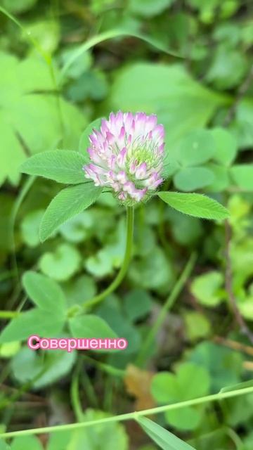 Симбиоз Бобовых и клубеньковый бактерий рода Rizobium #биология #егэ #огэ #биологияегэ #бактерии смотреть онлайн