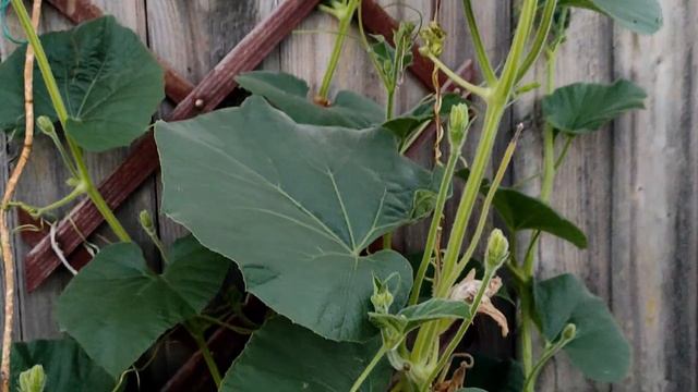 Выращивание #ЛАГЕНАРИИ в Башкирии в ОГ || Семена лагенарии для прививки арбуза || от посева до сбор смотреть онлайн