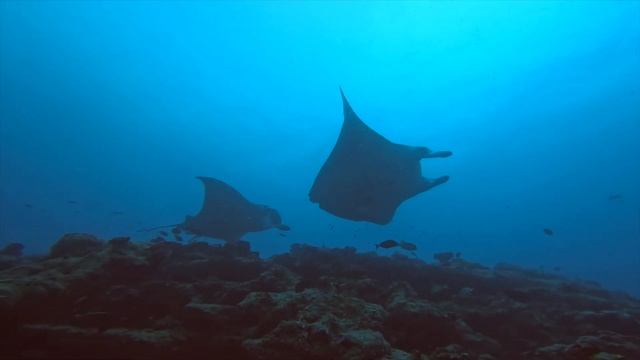 Raies Manta en Plongée - Maldives Novembre 2022 avec Dune смотреть онлайн