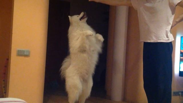 Умка самоед смотреть онлайн