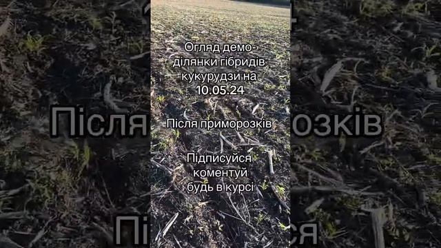 Огляд демо-ділянки гібридів кукурудзи 2024 після приморозків. Технологія No-Till смотреть онлайн