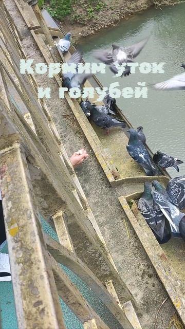 Кормин уток и голубей на мосту смотреть онлайн