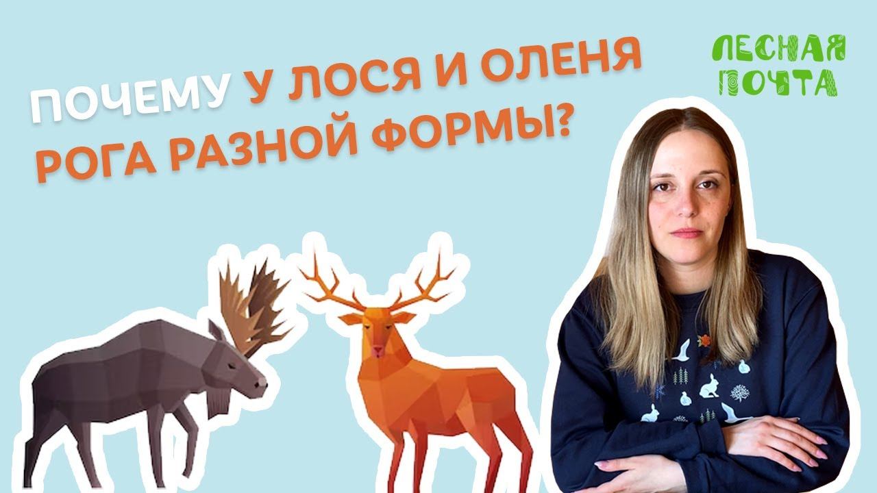 Почему у оленя и лося разные рога? Лесная почта Лапландского заповедника смотреть онлайн