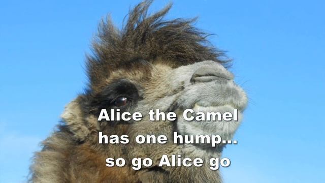 Alice the Camel from Wildlife in the Nursery смотреть онлайн