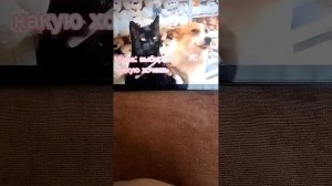 кошачья болезнь!